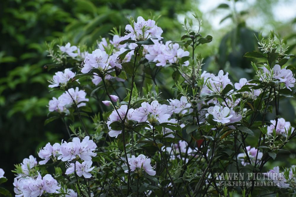  Rhododendron ovatum (Lindl.) ..