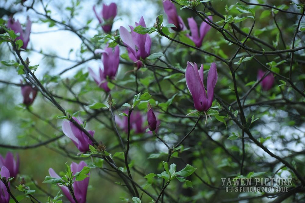  Magnolia liliiflora Desr.