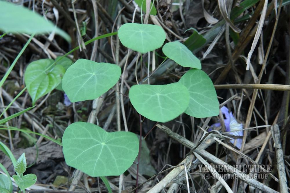 ߵڹ Stephania cepharantha