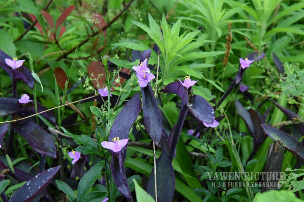 ѼŲ Setcreasea purpurea Boom.