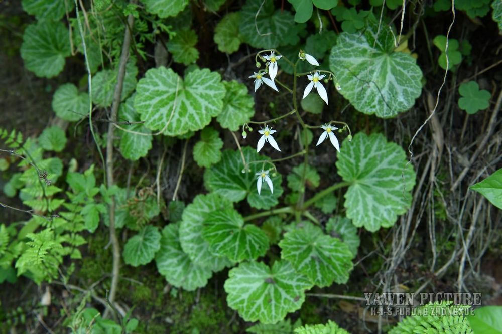  Saxifraga stolonifera Curt.