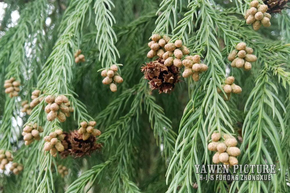 ɼ Cryptomeria fortunei Hooibrenk ..