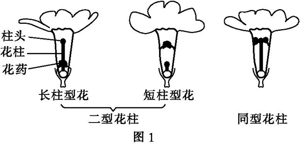 Yangzhong Teaching Studio