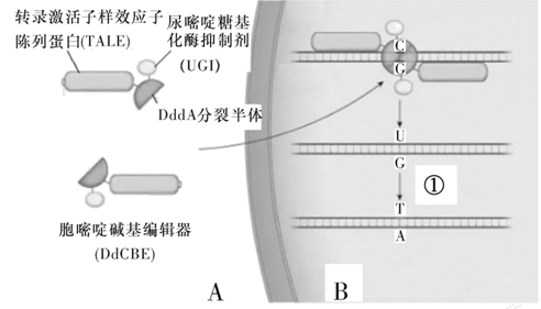 Yangzhong Teaching Studio